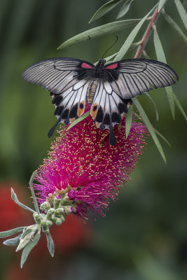 Grand mormon / Great mormon (Papilio memnon)