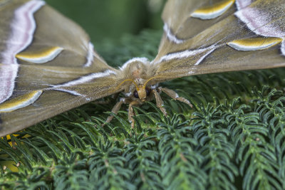 Bombyx Eri /Eri Silkworm (Philosamia ricini)