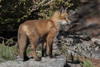 Renard roux / Red Fox (Vulpes vulpes)