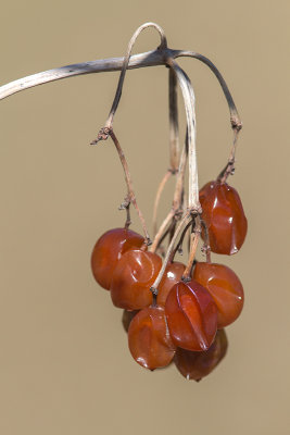 Fruits de viorne (Viburnum)