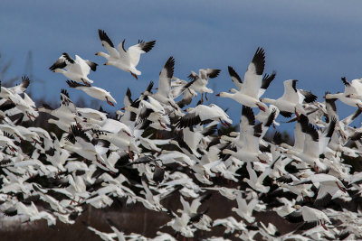 Oie des neiges / Snow Goose (Chen caerulescens)