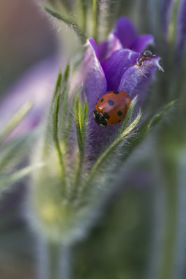 Anémone, coccinelle et fourmi