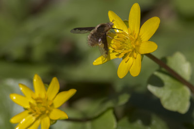 Bombyle du Canada (Bombylius canadensis)