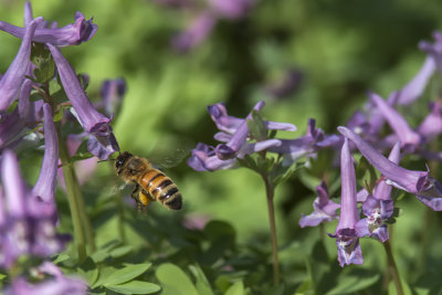 Abeille / Honey bee