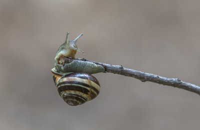 Escargot des bois / Grove snail (Cepaea nemoralis)
