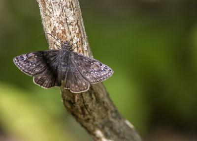 Hesprie du chne / Juvenal's Dusty Wing (Erynnis juvenalis)