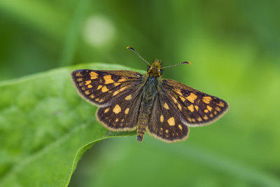 chiquier / Arctic Skipper (Carterocephalus palasmon)