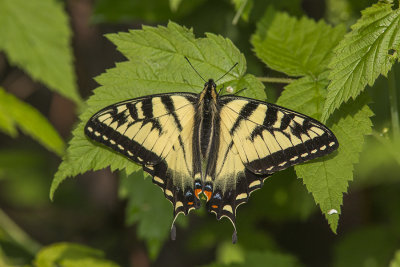 Papillon tigré du Canada / Canadian Tiger Swallowtail (Papilio canadensis)