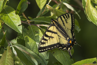Papillon tigré du Canada / Canadian Tiger Swallowtail (Papilio canadensis)