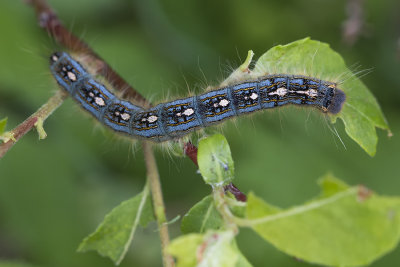 Livre des forts / Forest tent caterpillar (Malacosoma disstria)