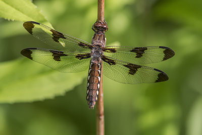 Libellule lydienne / Common Skimmer female (Plathemis lydia)