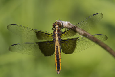 Libellule mlancolique /Widow Skimmer female (Libellula luctuosa)