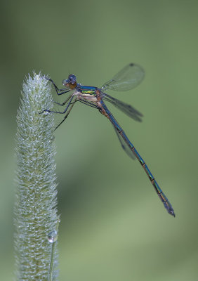 Leste dryade /Emerald Spreadwing (Lestes dryas)