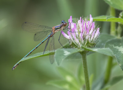 Leste dryade / Emerald Spreadwing (Lestes dryas)