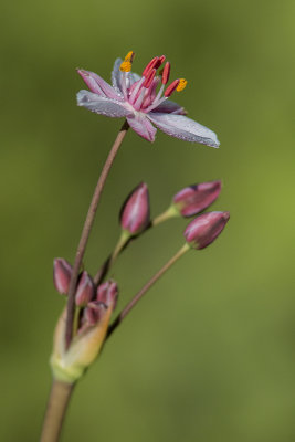 Butome  ombelle / Flowering Rush (Butomus umbellatus)