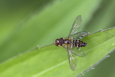 Syrphe ou syrphide / Hoverfly (Toxomerus geminatus)