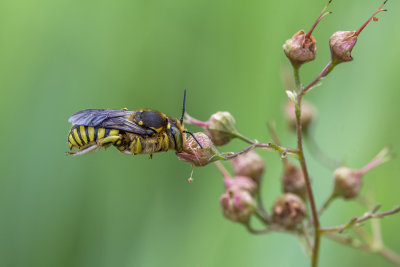 Anthidie  manchettes / Wool Carder Bee (Anthidium manicatum)