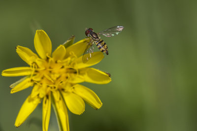 Syrphe ou syrphide / Hoverfly