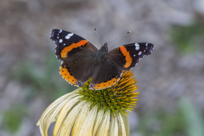 Vulcain / Red Admiral (Vanessa atalanta)