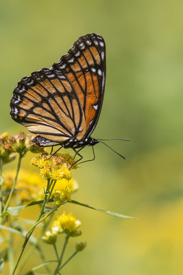 Vice-roi / Viceroy (Limenitis archippus)