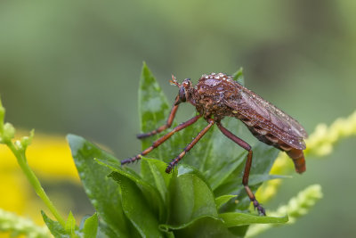 Mouche asilide / Hanging Fly (Diogmites basalis)