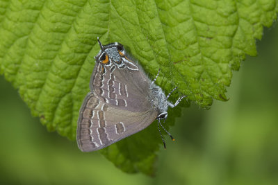 Porte-queue  bandes brises / Striped Hairstreak (Satyrium liparops)