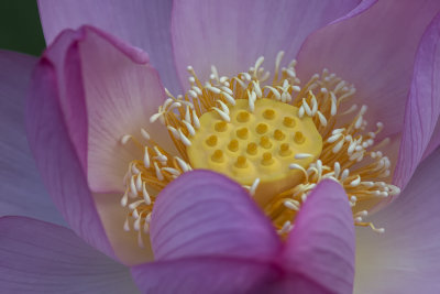 Lotus d'Orient / Lotus Flower (Nelumbo nucifera)