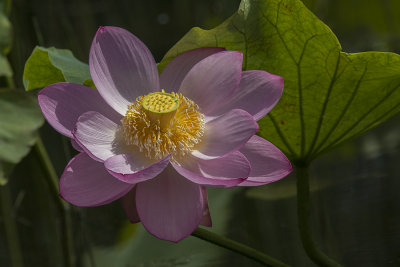 Lotus d'Orient / Lotus Flower (Nelumbo nucifera)