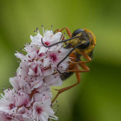 Grand sphex dor / Great Golden Digger Wasp (Spex ichneumoneus)