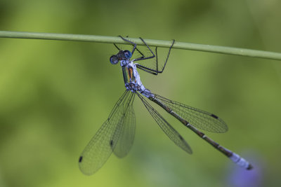 Leste dryade / Emerald Spreadwing (Lestes dryas)