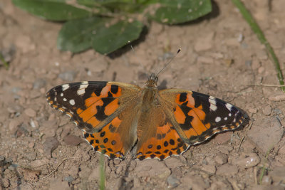 Belle dame / Painted Lady (Vanessa carduis)