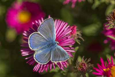 Bleu nordique / Northern Blue (Plebejus idas)