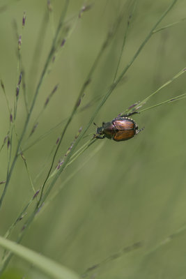 Scarabe japonais /Japanese Beetle (Popillia japonica)