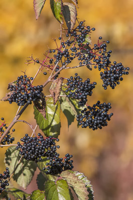 Sureau du Canada / Common Elderberry (Sambucus canadensis)
