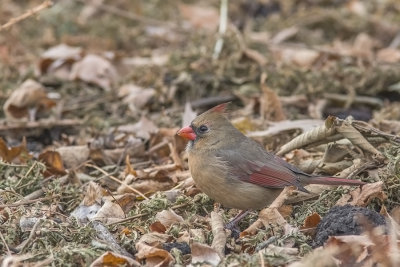 Cardinal rouge / Northern Cardinal female (Cardinalis cardinalis)