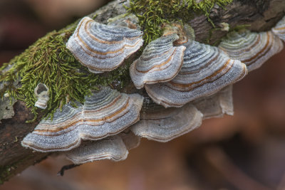 Tramte versicolore / Turkey Tail Polypore (Trametes versicolor)