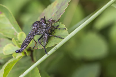 Asilids (Machimus sp.) / Robber Fly