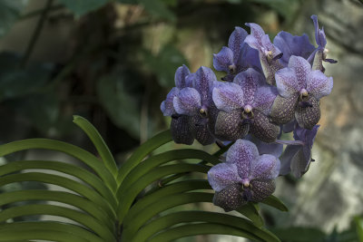 Orchide / Orchid (Vanda 'Judy Myamoto')