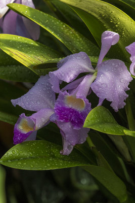 Orchide / Orchid (Cattleya trianae)