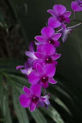 Orchide / Orchid (Dendrobium Pompadour)
