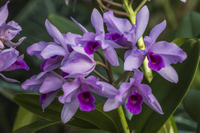 Orchide / Orchid (Guarianthe Patinii)