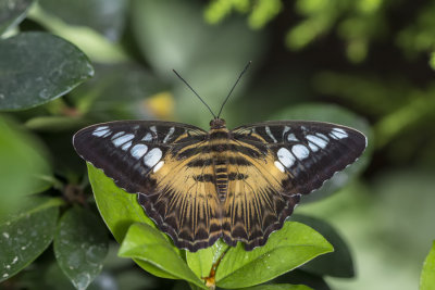 Clipper / Clipper (Parthenos sylvia sylvia)