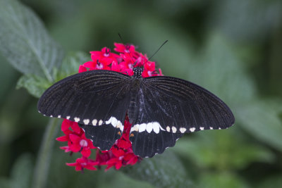 Voilier mormon / Common mormon (Papilio polytes)