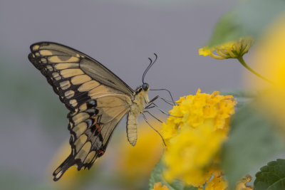 Porte-queue thoas / Thoas Swallowtail (Papilio thoas)