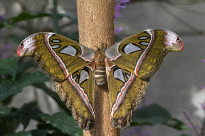Papillon cobra / Cobra Moth (Attacus atlas)