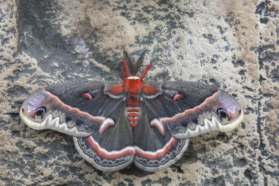 Saturnie ccropia / Cecropia Moth (Hyalophora cecropia)