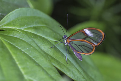 Papillon de verre / Costa Rica Clearwing (Greta oto)