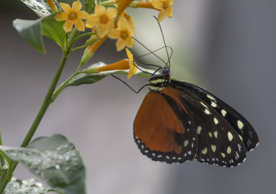 Papillon-tigre / Spotted Tiger Glassywing (Trithorea tarricina)