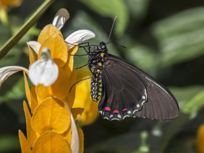 Voilier Polydamas / The Gold Rim Swallowtail (Battus polydamas)