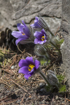 Anmone pulsatille / Pasque Flower (Pulsatilla vulgaris)